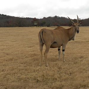 Common Eland