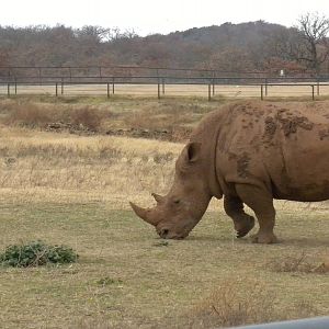Southern White Rhino