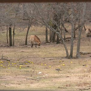 Przewalski's Horse