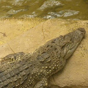 Siamese Crocodile