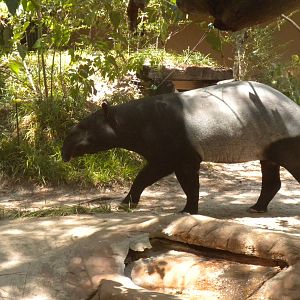 Malayan Tapir