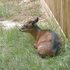 Bay Duiker