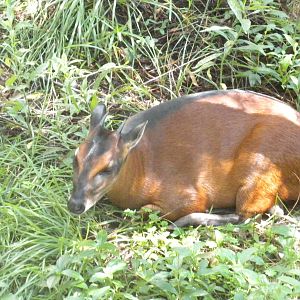 Bay Duiker
