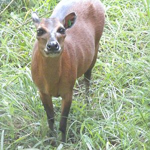 Bay Duiker