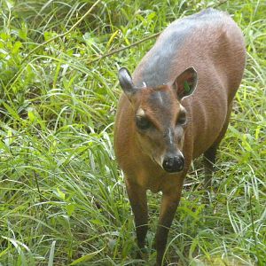 Bay Duiker