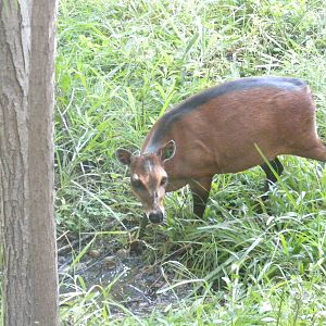 Bay Duiker