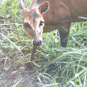 Bay Duiker