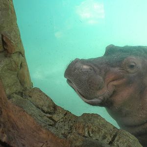Hippopotamus