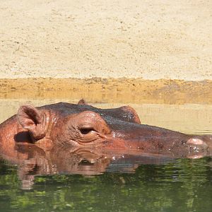 Hippopotamus