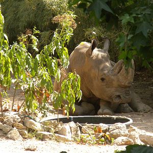 Southern White Rhino
