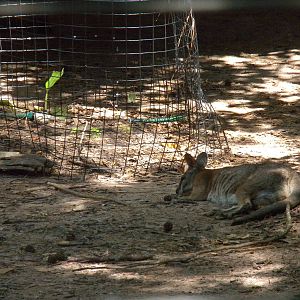 Tamar Wallaby