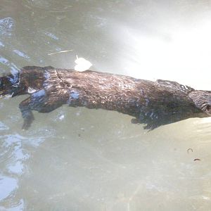North American River Otter