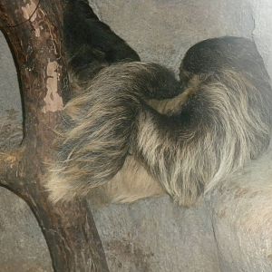 Two-Toed Sloth