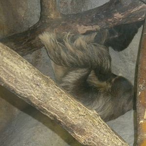 Two-Toed Sloth