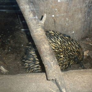 Tasmanian Echidna