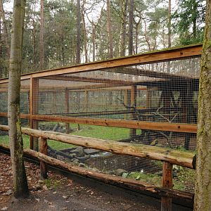 European Mink exhibit at Rissen