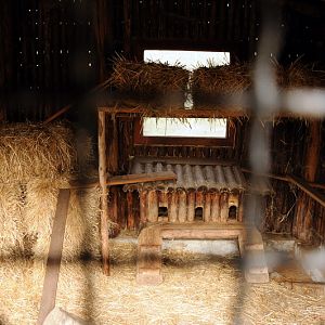 Ferret-exhibit at Rissen