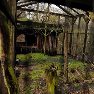 Ferret-exhibit at Rissen