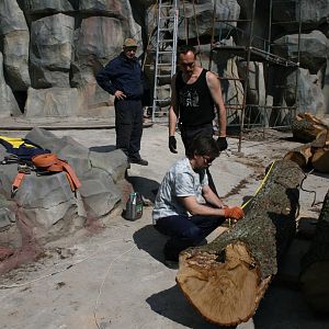 New enclosure for the bears, Summer 2011 (4)