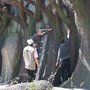New enclosure for the bears, Summer 2011 (5)