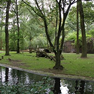Planckendael - South America (Capybara)