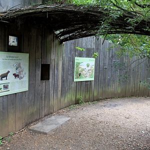 Planckendael - South America (Bush dog)