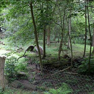 Planckendael - South America (Bush dog)