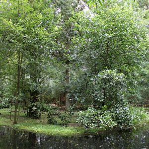 Planckendael - South America (Tamarin island)