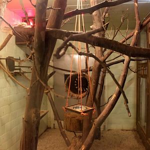 Planckendael - South America (Tamarin house)