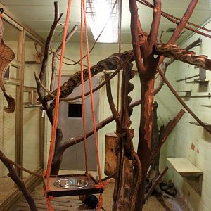 Planckendael - South America (Tamarin house)