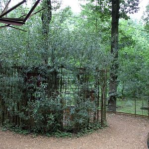 Planckendael - South America (Tamarin island)