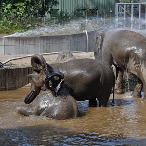 Elephant bath