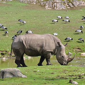White rhino on the savanna