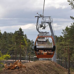 Kolmården Safari - Lion exhibit