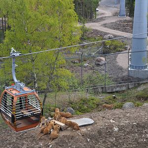 Kolmården Safari - Lion exhibit