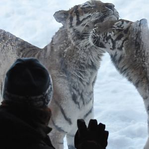Siberian tigers