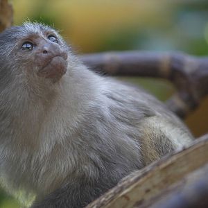 Black-tailed marmoset youngster