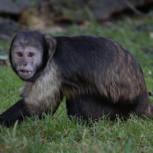 Buffy-headed capuchin