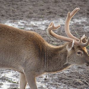 Burmese brow-antlered deer