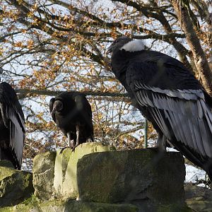 Andean condors and American black vulture