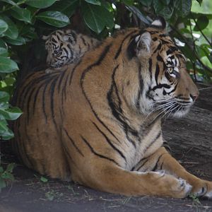 Sumatran tiger 'Kirana' and cub
