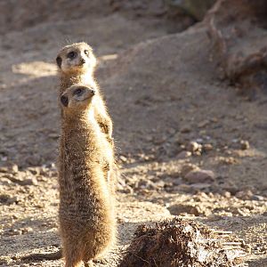 Slender-tailed meerkats