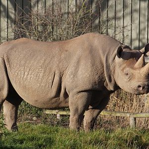 Eastern black rhinoceros 'Sammy'
