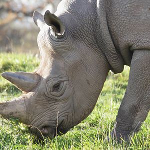 Eastern black rhinoceros 'Sammy'