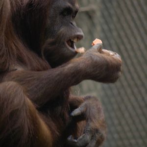 Sumatran orangutan 'Emma'