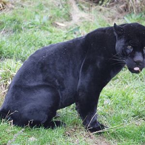 Melanistic jaguar 'Pele'