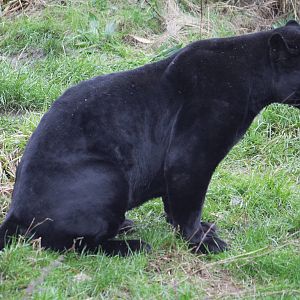 Melanistic jaguar 'Pele'