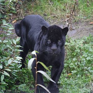 Melanistic jaguar 'Pele'