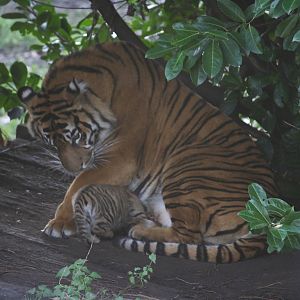Sumatran tiger cub suckling