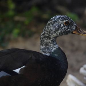 White-winged wood duck
